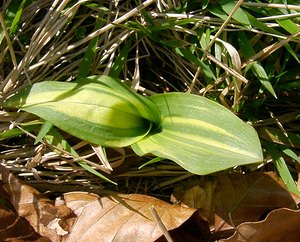 Platanthera chlorantha (Orchidaceae)  - Platanthère à fleurs verdâtres, Orchis vert, Orchis verdâtre, Plalatanthère des montagnes, Platanthère verdâtre - Greater Butterfly-orchid Pas-de-Calais [France] 05/04/2003 - 90m