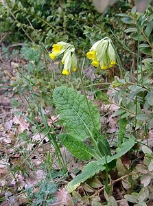 Primula veris (Primulaceae)  - Coucou, Primevère officinale - Cowslip Gard [France] 18/04/2003 - 630m