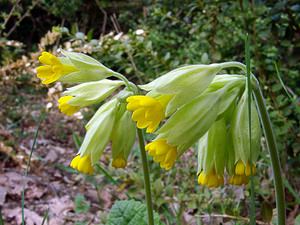 Primula veris (Primulaceae)  - Coucou, Primevère officinale - Cowslip Gard [France] 18/04/2003 - 630m