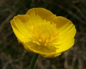 Ranunculus gramineus (Ranunculaceae)  - Renoncule graminée, Renoncule à feuilles de graminée Herault [France] 22/04/2003 - 740m