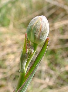 Ranunculus gramineus (Ranunculaceae)  - Renoncule graminée, Renoncule à feuilles de graminée Herault [France] 22/04/2003 - 740m