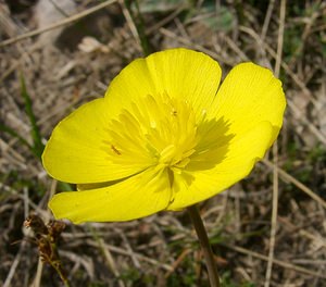 Ranunculus gramineus (Ranunculaceae)  - Renoncule graminée, Renoncule à feuilles de graminée Herault [France] 22/04/2003 - 740m