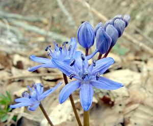 Scilla bifolia (Asparagaceae)  - Scille à deux feuilles, Étoile bleue - Alpine Squill Lozere [France] 15/04/2003 - 1450m