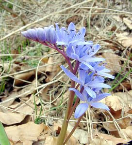 Scilla bifolia (Asparagaceae)  - Scille à deux feuilles, Étoile bleue - Alpine Squill Lozere [France] 15/04/2003 - 1450m