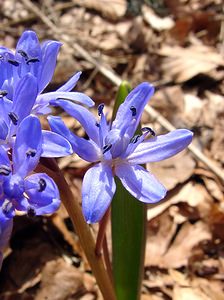 Scilla bifolia (Asparagaceae)  - Scille à deux feuilles, Étoile bleue - Alpine Squill Lozere [France] 23/04/2003 - 1450m