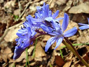 Scilla bifolia (Asparagaceae)  - Scille à deux feuilles, Étoile bleue - Alpine Squill Lozere [France] 23/04/2003 - 1450m