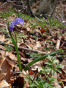 Scilla bifolia (Asparagaceae)  - Scille à deux feuilles, Étoile bleue - Alpine Squill Lozere [France] 23/04/2003 - 1450m