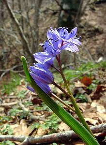 Scilla bifolia (Asparagaceae)  - Scille à deux feuilles, Étoile bleue - Alpine Squill Lozere [France] 23/04/2003 - 1450m