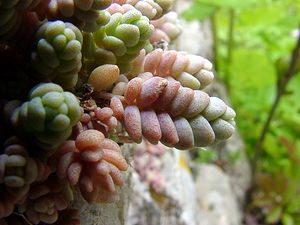 Sedum dasyphyllum (Crassulaceae)  - Orpin à feuilles poilues, Orpin à feuilles serrées, Orpin à feuilles épaisses - Thick-leaved Stonecrop Herault [France] 17/04/2003 - 670m