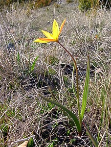 Tulipa sylvestris subsp. australis (Liliaceae)  - Tulipe australe, Tulipe des Alpes, Tulipe du Midi Herault [France] 22/04/2003 - 740m