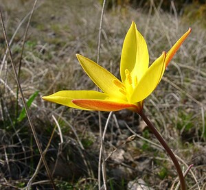 Tulipa sylvestris subsp. australis (Liliaceae)  - Tulipe australe, Tulipe des Alpes, Tulipe du Midi Herault [France] 22/04/2003 - 740m