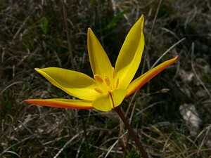 Tulipa sylvestris subsp. australis (Liliaceae)  - Tulipe australe, Tulipe des Alpes, Tulipe du Midi Herault [France] 22/04/2003 - 740m