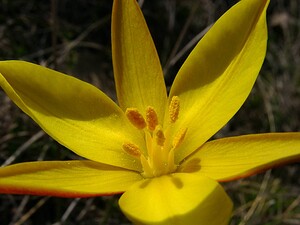 Tulipa sylvestris subsp. australis (Liliaceae)  - Tulipe australe, Tulipe des Alpes, Tulipe du Midi Herault [France] 22/04/2003 - 740m