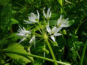 Allium ursinum (Amaryllidaceae)  - Ail des ours, Ail à larges feuilles - Ramsons Cote-d'Or [France] 30/05/2003 - 380m