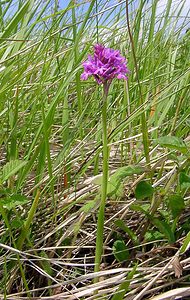 Anacamptis pyramidalis (Orchidaceae)  - Orchis pyramidal - Pyramidal Orchid Aisne [France] 25/05/2003 - 150m