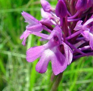 Anacamptis pyramidalis (Orchidaceae)  - Orchis pyramidal - Pyramidal Orchid Aisne [France] 25/05/2003 - 150m