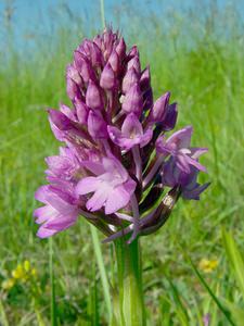 Anacamptis pyramidalis (Orchidaceae)  - Orchis pyramidal - Pyramidal Orchid Cote-d'Or [France] 30/05/2003 - 450m