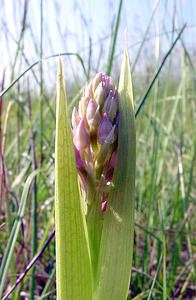 Anacamptis pyramidalis (Orchidaceae)  - Orchis pyramidal - Pyramidal Orchid Cote-d'Or [France] 30/05/2003 - 450m