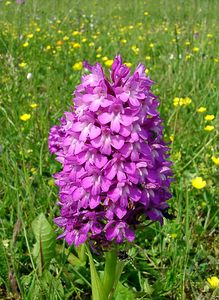 Anacamptis pyramidalis (Orchidaceae)  - Orchis pyramidal - Pyramidal Orchid Cote-d'Or [France] 31/05/2003 - 420m