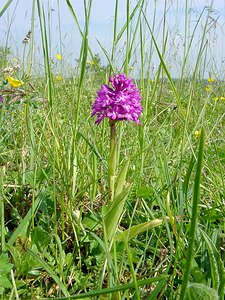 Anacamptis pyramidalis (Orchidaceae)  - Orchis pyramidal - Pyramidal Orchid Cote-d'Or [France] 31/05/2003 - 420m