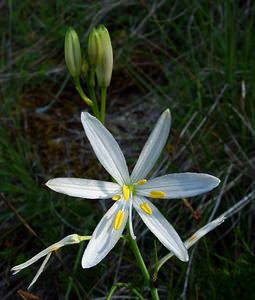 Anthericum liliago (Asparagaceae)  - Phalangère à fleurs de lis, Phalangère petit-lis, Bâton de Saint Joseph, Anthéricum à fleurs de Lis Cote-d'Or [France] 29/05/2003 - 230m