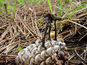 Auriscalpium vulgare (Auriscalpiaceae)  - Hydne cure-oreille - Earpick Fungus Aisne [France] 24/05/2003 - 100m
