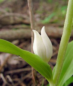 Cephalanthera damasonium (Orchidaceae)  - Céphalanthère à grandes fleurs, Céphalanthère pâle, Céphalanthère blanche, Elléborine blanche - White Helleborine Seine-Maritime [France] 10/05/2003 - 180m