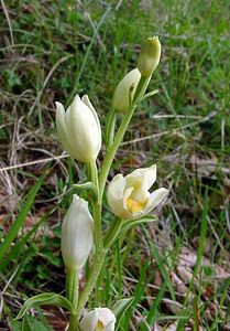 Cephalanthera damasonium (Orchidaceae)  - Céphalanthère à grandes fleurs, Céphalanthère pâle, Céphalanthère blanche, Elléborine blanche - White Helleborine Seine-Maritime [France] 10/05/2003 - 180m