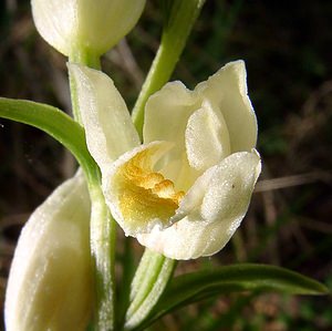 Cephalanthera damasonium (Orchidaceae)  - Céphalanthère à grandes fleurs, Céphalanthère pâle, Céphalanthère blanche, Elléborine blanche - White Helleborine Seine-Maritime [France] 10/05/2003 - 180m