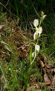 Cephalanthera damasonium (Orchidaceae)  - Céphalanthère à grandes fleurs, Céphalanthère pâle, Céphalanthère blanche, Elléborine blanche - White Helleborine Seine-Maritime [France] 10/05/2003 - 180m