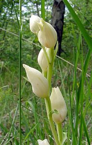 Cephalanthera damasonium (Orchidaceae)  - Céphalanthère à grandes fleurs, Céphalanthère pâle, Céphalanthère blanche, Elléborine blanche - White Helleborine Aisne [France] 25/05/2003 - 120m