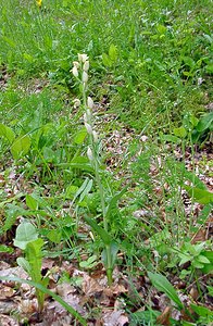 Cephalanthera damasonium (Orchidaceae)  - Céphalanthère à grandes fleurs, Céphalanthère pâle, Céphalanthère blanche, Elléborine blanche - White Helleborine Cote-d'Or [France] 29/05/2003 - 500m