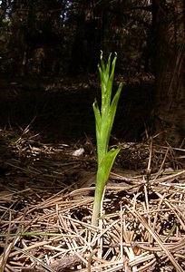 Cephalanthera longifolia (Orchidaceae)  - Céphalanthère à feuilles longues, Céphalanthère à longues feuilles, Céphalanthère à feuilles en épée - Narrow-leaved Helleborine Seine-Maritime [France] 10/05/2003 - 180m