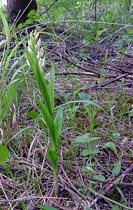 Cephalanthera longifolia (Orchidaceae)  - Céphalanthère à feuilles longues, Céphalanthère à longues feuilles, Céphalanthère à feuilles en épée - Narrow-leaved Helleborine Seine-Maritime [France] 10/05/2003 - 180m