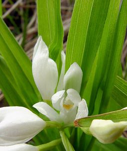 Cephalanthera longifolia (Orchidaceae)  - Céphalanthère à feuilles longues, Céphalanthère à longues feuilles, Céphalanthère à feuilles en épée - Narrow-leaved Helleborine Seine-Maritime [France] 10/05/2003 - 180m