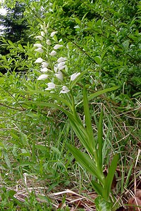 Cephalanthera longifolia (Orchidaceae)  - Céphalanthère à feuilles longues, Céphalanthère à longues feuilles, Céphalanthère à feuilles en épée - Narrow-leaved Helleborine Seine-Maritime [France] 10/05/2003 - 180m