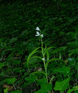 Cephalanthera longifolia (Orchidaceae)  - Céphalanthère à feuilles longues, Céphalanthère à longues feuilles, Céphalanthère à feuilles en épée - Narrow-leaved Helleborine Aisne [France] 25/05/2003 - 130m