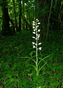 Cephalanthera longifolia (Orchidaceae)  - Céphalanthère à feuilles longues, Céphalanthère à longues feuilles, Céphalanthère à feuilles en épée - Narrow-leaved Helleborine Aisne [France] 25/05/2003 - 130m