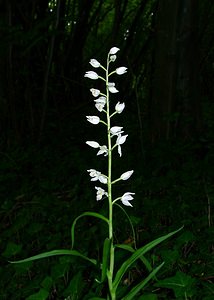 Cephalanthera longifolia (Orchidaceae)  - Céphalanthère à feuilles longues, Céphalanthère à longues feuilles, Céphalanthère à feuilles en épée - Narrow-leaved Helleborine Aisne [France] 25/05/2003 - 130m