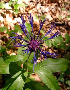 Cyanus montanus (Asteraceae)  - Bleuet des montagnes, Centaurée des montagnes - Perennial Cornflower Cote-d'Or [France] 29/05/2003 - 370m