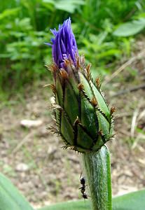 Cyanus montanus (Asteraceae)  - Bleuet des montagnes, Centaurée des montagnes - Perennial Cornflower Cote-d'Or [France] 29/05/2003 - 370m