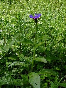 Cyanus montanus (Asteraceae)  - Bleuet des montagnes, Centaurée des montagnes - Perennial Cornflower Cote-d'Or [France] 30/05/2003 - 380m