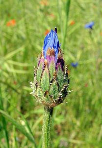 Cyanus segetum (Asteraceae)  - Bleuet des moissons, Bleuet, Barbeau - Cornflower Cote-d'Or [France] 30/05/2003 - 440m