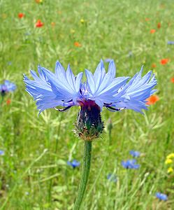 Cyanus segetum (Asteraceae)  - Bleuet des moissons, Bleuet, Barbeau - Cornflower Cote-d'Or [France] 30/05/2003 - 440m