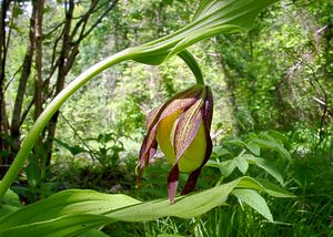 Cypripedium calceolus (Orchidaceae)  - Sabot-de-Vénus - Lady's-slipper Cote-d'Or [France] 29/05/2003 - 370m