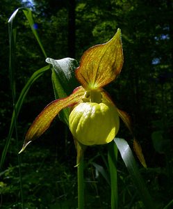 Cypripedium calceolus (Orchidaceae)  - Sabot-de-Vénus - Lady's-slipper Cote-d'Or [France] 29/05/2003 - 370m