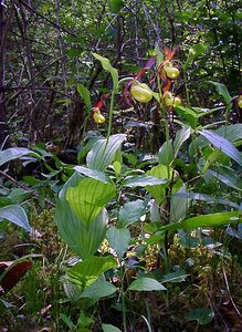 Cypripedium calceolus (Orchidaceae)  - Sabot-de-Vénus - Lady's-slipper Cote-d'Or [France] 29/05/2003 - 370m