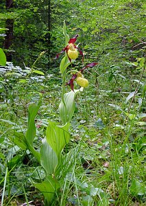 Cypripedium calceolus (Orchidaceae)  - Sabot-de-Vénus - Lady's-slipper Cote-d'Or [France] 29/05/2003 - 370m