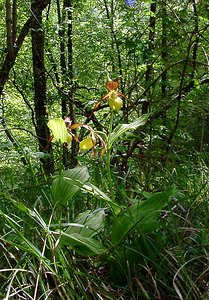 Cypripedium calceolus (Orchidaceae)  - Sabot-de-Vénus - Lady's-slipper Cote-d'Or [France] 29/05/2003 - 370m