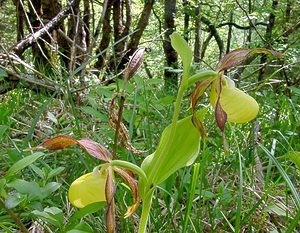 Cypripedium calceolus (Orchidaceae)  - Sabot-de-Vénus - Lady's-slipper Cote-d'Or [France] 29/05/2003 - 370m